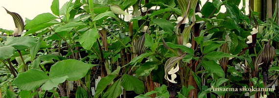 Arisaema - Arisarum